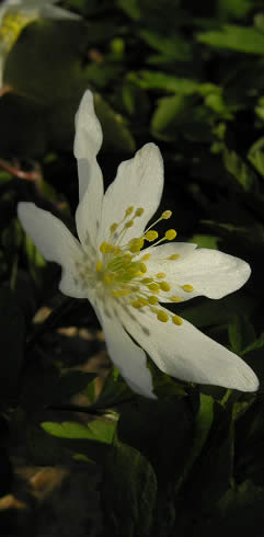 Anemone, Staverton, Devon, March 2009